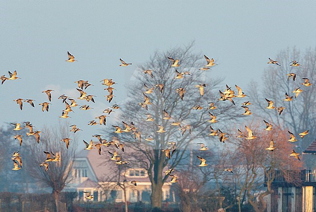 Flock of wintering Eurasian Curlews (Numenius arquata) in wetland Starrevaart in the Netherlands. Flying in front of lake side villa’s. stock-image by Agami/Marc Guyt,