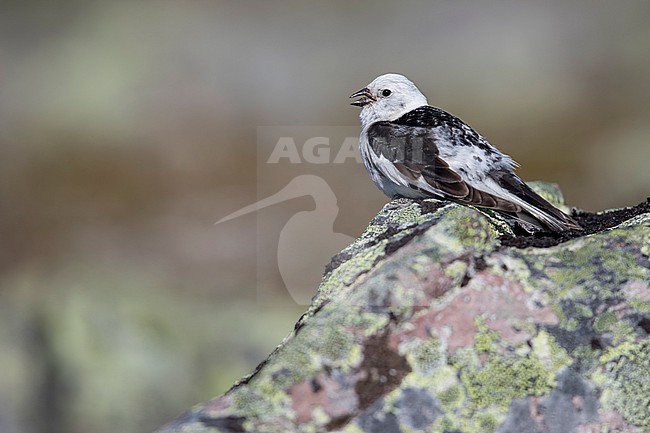Snow Bunting (Plectrophenax nivalis) sitting on a rock in its breeding habitat in Norway. stock-image by Agami/Marcel Burkhardt,