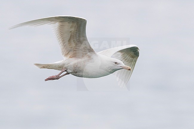 Glaucous Gull (Larus hyperboreus leucerectes), immature in flight stock-image by Agami/Saverio Gatto,