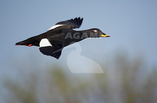Grote ZeeÃ«end man vliegend;

Velvet Scoter male flying stock-image by Agami/Markus Varesvuo,
