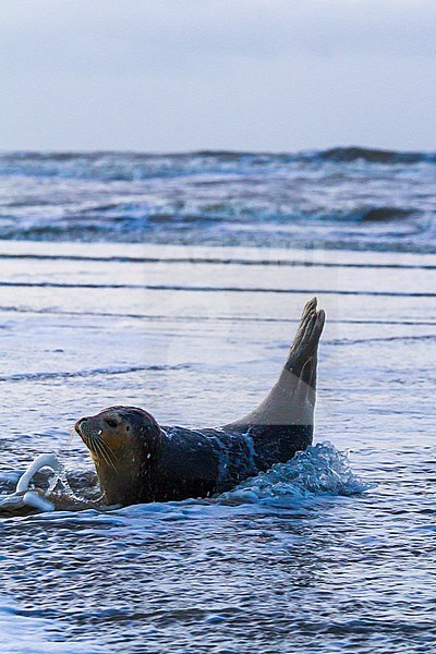 Common Seal, Phoca vitulina, immature animal resting on the beach with high tide at sunset during storm.  Seal lying in on the shoreline with tail raised hit by the waves of the high tide. stock-image by Agami/Menno van Duijn,