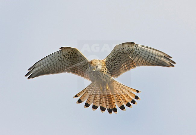 Torenvalk biddend; Common Kestrel hovering stock-image by Agami/Markus Varesvuo,
