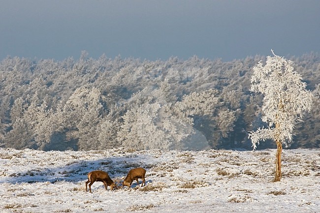 Edelhert in sneeuw; Red deer in snow stock-image by Agami/Kristin Wilmers,