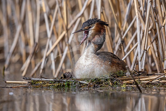 Great Crested Grebe (Podiceps cristatus cristatus) sitting on a nest in Wintrange, Reimich, Luxembourg. stock-image by Agami/Vincent Legrand,