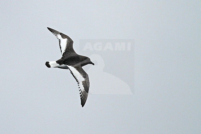 Antarctic Petrel (Thalassoica antarctica) flying over the southern Atlantic ocean. stock-image by Agami/Pete Morris,