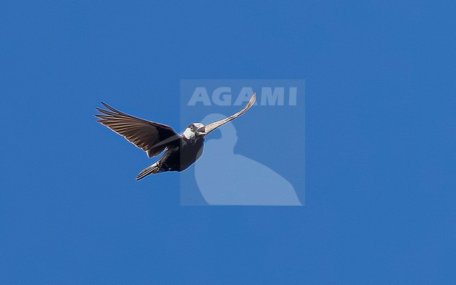 Male Cape Verde Black-crowned Sparrow-Lark (Eremopterix nigriceps nigriceps) flying in Moia Moia, Santiago, Cape Verde. stock-image by Agami/Vincent Legrand,