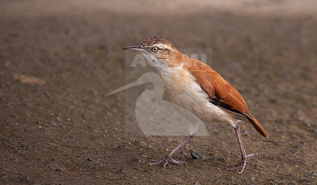 Pacific Hornero (Furnarius cinnamomeus) walking on the ground near Mindo, Pichincha, in Ecuador. stock-image by Agami/Ian Davies,