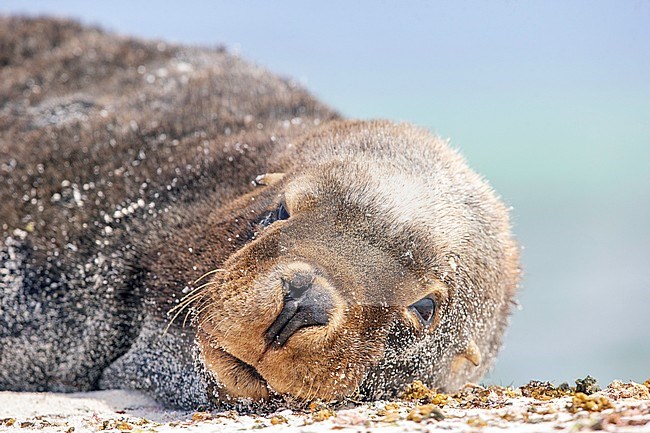 Australian Sea Lion (Neophoca cinerea) adult male sleeping on beach stock-image by Agami/Georgina Steytler,