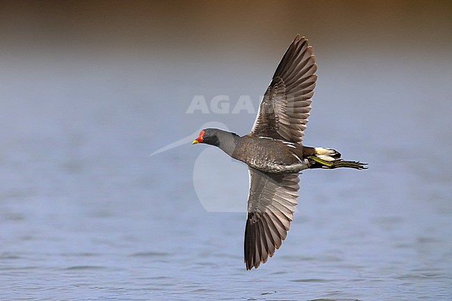 Common Moorhen, Gallinula chloropus, in Italy. stock-image by Agami/Daniele Occhiato,