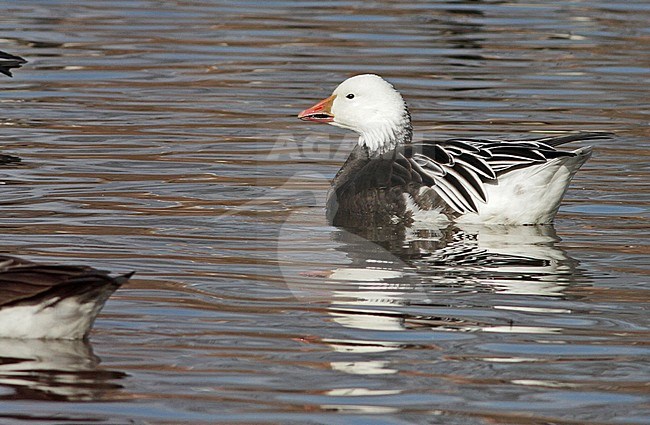 Blue phase Snow Goose (Anser caerulescens) swimming in North American lake. stock-image by Agami/Ian Davies,