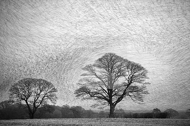 Groep Spreeuwen in vlucht; Flock of Common Starlings (Sturnus vulgaris) in flight stock-image by Agami/Danny Green,