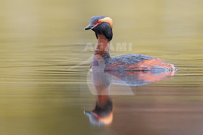 Adult Slavonian Grebe (Podiceps auritus) in summer plumage on lake on Iceland. Also known as Horned Grebe. stock-image by Agami/Daniele Occhiato,
