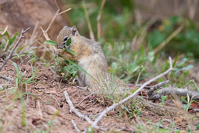 Smith's Bush Squirrel (Paraxerus cepapi), side view of an adult feeding on a plant, Mpumalanga, South Africa stock-image by Agami/Saverio Gatto,