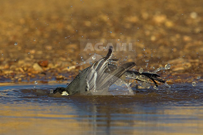 Witte Kwikstaart; White Wagtail; Motacilla alba stock-image by Agami/Daniele Occhiato,