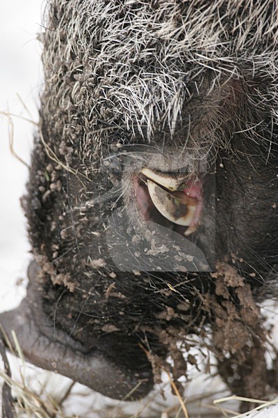 Wild Zwijn close-up; Wild Boar close up stock-image by Agami/Menno van Duijn,