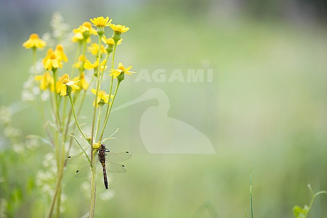 Misumena vatia - Goldenrod crab spider - Veränderliche Krabbenspinne stock-image by Agami/Ralph Martin,