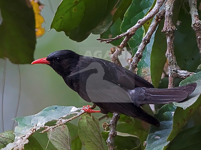 Himalayaanse Zwarte Buulbuul,  Himalayan Black Bulbul stock-image by Agami/Alex Vargas,