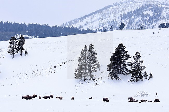 Lamar Valley Yellowstone Nat. Park stock-image by Agami/Rob Riemer,