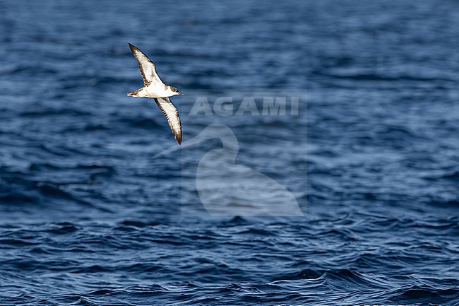  stock-image by Agami/Menno van Duijn,