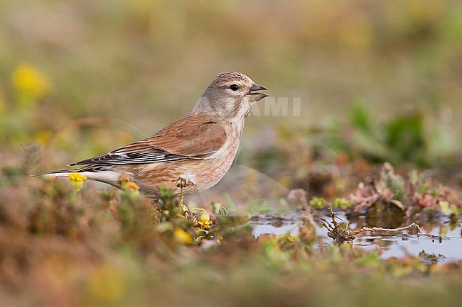 Linnet - Bluthänfling - Carduelis cannabina ssp. mediterranea, Morocco, adult male stock-image by Agami/Ralph Martin,