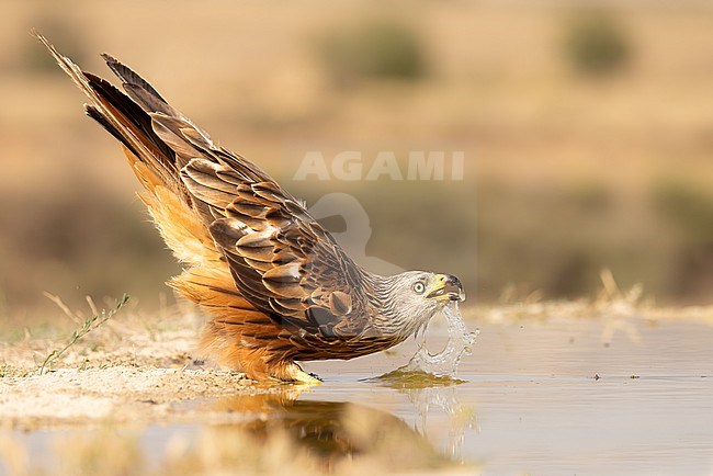 Drinking Red Kite during sunset on the steppe of the Monegros in Spain stock-image by Agami/Onno Wildschut,