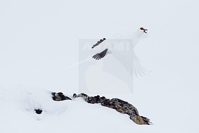 Alpensneeuwhoen, Rock Ptarmigan, lagopus muta stock-image by Agami/Markus Varesvuo,
