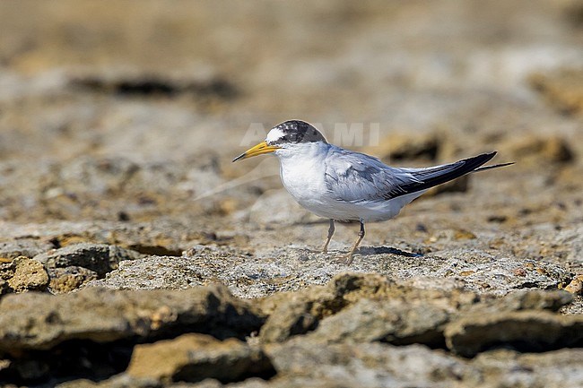 Adult Saunders's Tern sitting near his nest. Near Ras Sudr, the only colony for WP. stock-image by Agami/Vincent Legrand,
