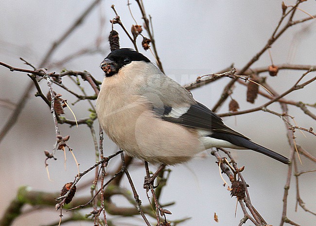 Female Northern Bullfinch (Pyrrhula pyrrhula pyrrhula), Holkham Pines, Norfolk, England during late autumn. stock-image by Agami/Steve Gantlett,