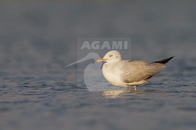 Slender-billed Gull - Dünnschnabelmöwe - Larus genei, Oman, 1st Winter stock-image by Agami/Ralph Martin,