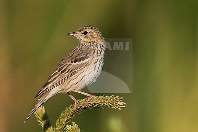 Tree Pipit - Baumpieper - Anthus trivialis ssp. trivialis, Russia stock-image by Agami/Ralph Martin,