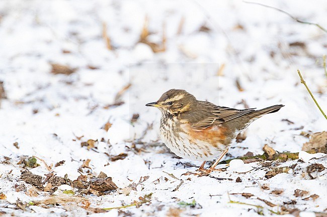 Redwing (Turdus iliacus) trying to survice by feeding in open patched in the snow during a cold period in winter in the Netherlands stock-image by Agami/Arnold Meijer,