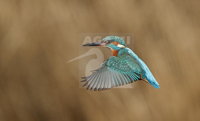 Common Kingfisher (Alcedo atthis) at Nivå in Denmark. Hovering above a stream, trying to catch a fish for diner. stock-image by Agami/Helge Sorensen,