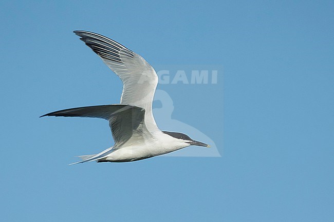 Adult Cabot's Tern (Thalasseus acuflavidus) in flight against a blue sky at Galveston County, Texas, USA. stock-image by Agami/Brian E Small,