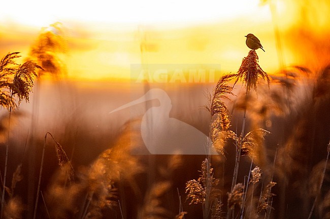 European Stonechat (Saxicola rubicola) in Italy. stock-image by Agami/Daniele Occhiato,