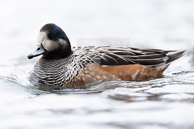 Swimming adult Chiloe Wigeon (Mareca sibilatrix) stock-image by Agami/Mathias Putze,