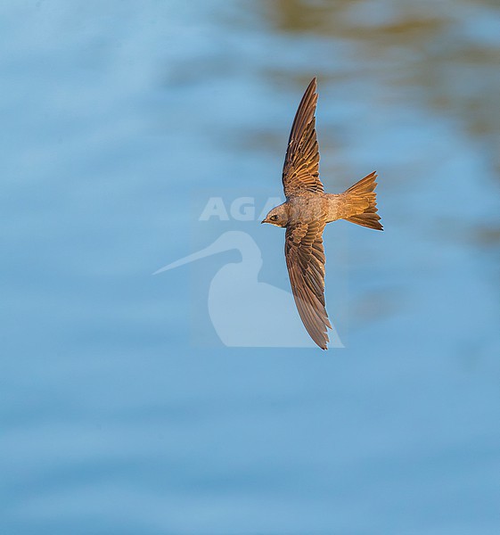 Alpine Swift (Apus melba) in flight in Spain. stock-image by Agami/Marc Guyt,