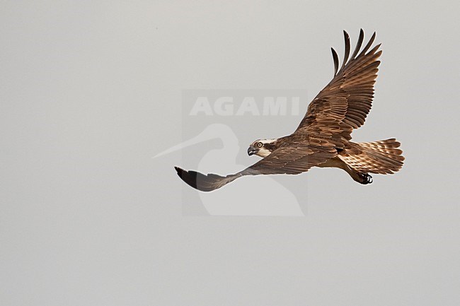 Visarend in de vlucht; Osprey in flight stock-image by Agami/Han Bouwmeester,