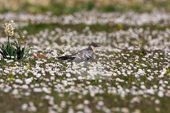 Great Spotted Cuckoo (Clamator glandarius), side view of a first summer individual in a field of flowers stock-image by Agami/Saverio Gatto,