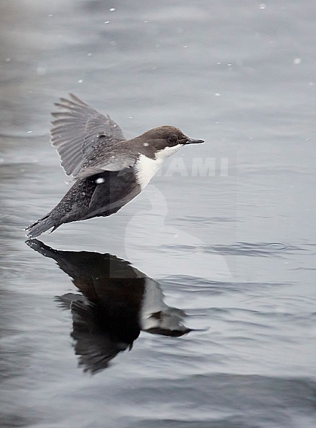 Wintering Black-bellied White-throated Dipper (Cinclus cinclus cinclus) in a fast flowing river at Kuusamo in arctic Finland. stock-image by Agami/Markus Varesvuo,