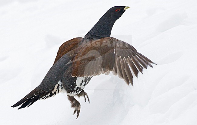 Capercaillie, Auerhoen stock-image by Agami/Marc Guyt,