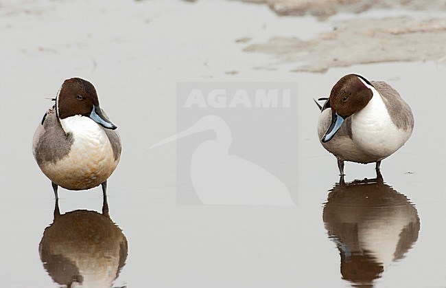 Mannetje Pijlstaart; Male Northern Pintail stock-image by Agami/Roy de Haas,