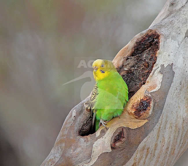 Budgerigar (Melopsittacus undulatus) in Australia. Peeking from its nesthole. Also known as the common parakeet, shell parakeet or budgie. stock-image by Agami/Pete Morris,