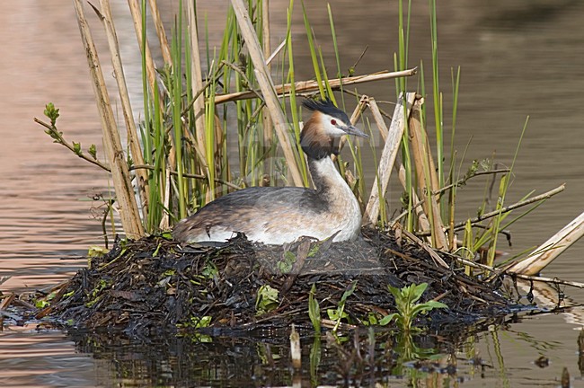 Great Crested Grebe incubating eggs on nest; Fuut broedend op eieren stock-image by Agami/Marc Guyt,