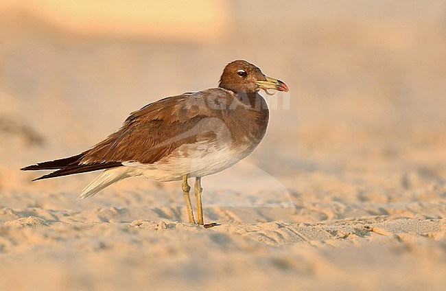 The Sooty Gull (Ichthyaetus hemprichii) is a common bird at the coast of the Arabian Peninsula stock-image by Agami/Eduard Sangster,