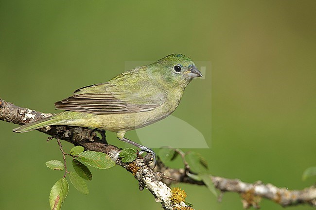 Second-year male Painted Bunting (Passerina ciris) perched on a horizontal branch in Galveston County, Texas, USA. stock-image by Agami/Brian E Small,
