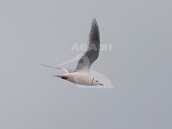 Side view of an adult male Ross's Gull (Rhodostethia rosea) in flight. Showing wings from below. Raised wings. stock-image by Agami/Markku Rantala,