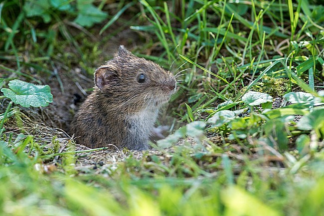 Veldmuis; Common Vole stock-image by Agami/Hans Germeraad,