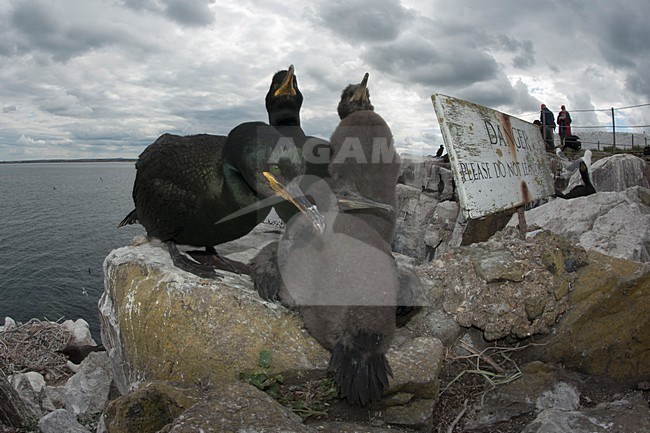 Kuifaalscholvers op het nest; European Shags on the nest stock-image by Agami/Han Bouwmeester,
