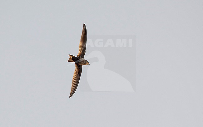Cook's Swift (Apus cooki) in flight at Doi Lang, Thailand stock-image by Agami/Helge Sorensen,