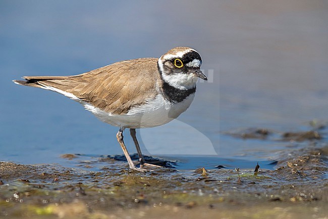 Adult Northern Little Ringed Plover (Charadrius dubius curonicus) sitting in parking of Brussels harbour in Neder-Over-Heembeek, Brussels, Brabant, Belgium. stock-image by Agami/Vincent Legrand,